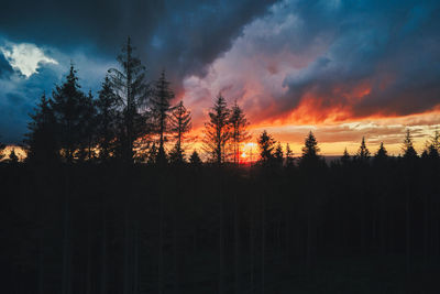 Silhouette of pine trees against a dramatic sky during sunset