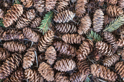 Pine cones textured background in the forest