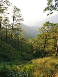 Scenic view of forest against sky