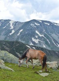 Horses in a field