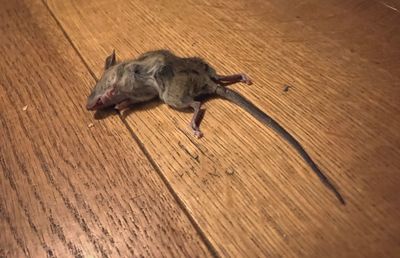 High angle view of lizard on hardwood floor
