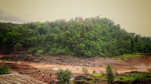 Trees growing on field against sky