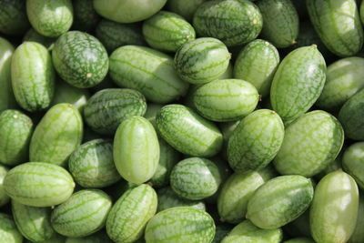 Cucumber harvest in the garden
