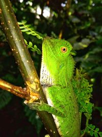 Close-up of green lizard on tree