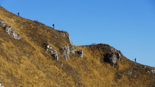 Low angle view of lizard on cliff against clear sky