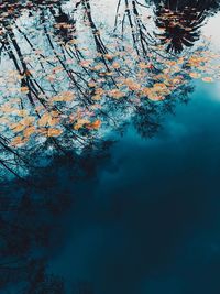 Reflection of tree in lake against sky