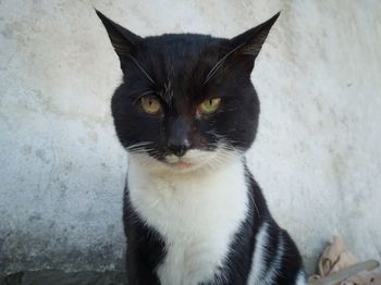 Portrait of black cat against wall