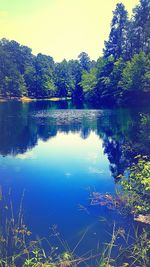 Reflection of trees in water