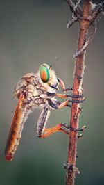 Close-up of insect on twig