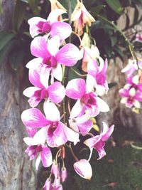 Close-up of pink flowers