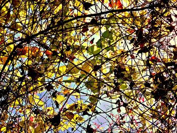 Low angle view of flower tree