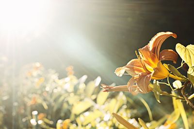 Close-up of yellow flowers