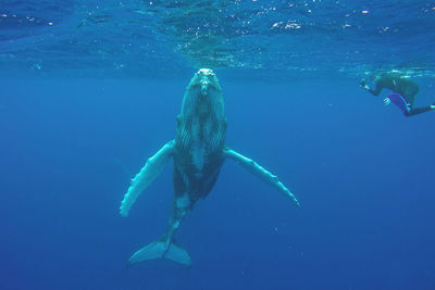 Humpback whale swimming undersea