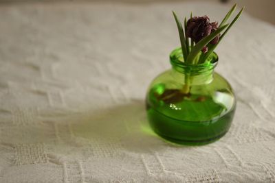 Close up of green plant