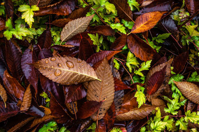 High angle view of dry leaves on field