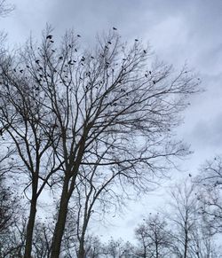 Low angle view of bare trees against sky