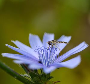 Close-up of insect on purple flower