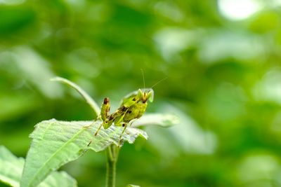 Close-up of ofgrasshopper on leaf