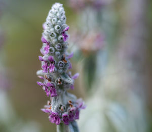 Close-up of purple flowering plant