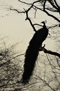 Low angle view of birds perching on branch