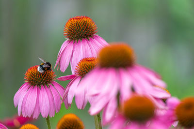 Close-up of honey bee pollinating on pink flower