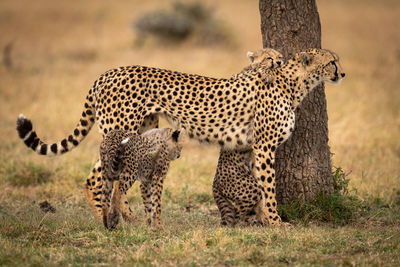 Cheetah family on grassy field 