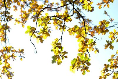 Low angle view of tree against clear sky