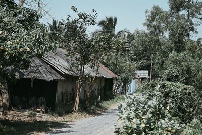 Trees and house