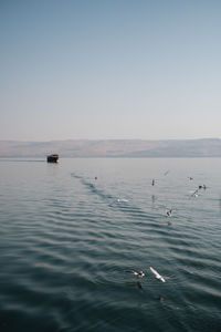 View of ducks swimming in sea