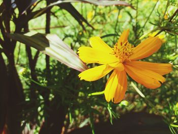 Close-up of yellow flower blooming outdoors