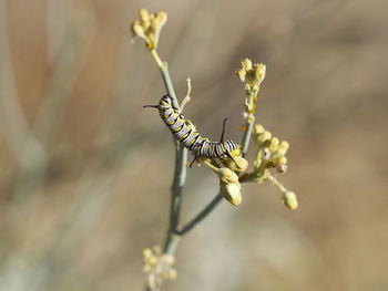 Close-up of butterfly pollinating on flower