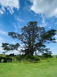 Tree on field against sky