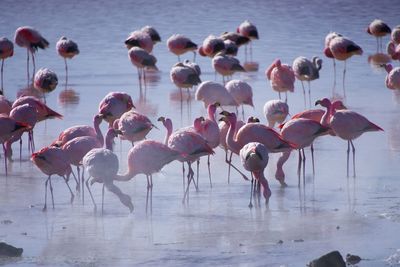 Birds in lake