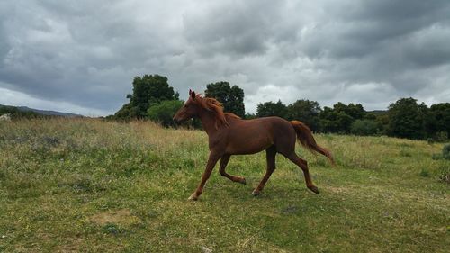Side view of a horse running on landscape