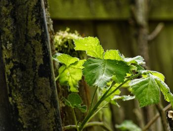 Close-up of fresh green plant