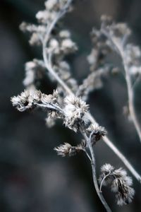Close-up of wilted flower plant