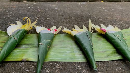 Close-up of flowering plant by road in city