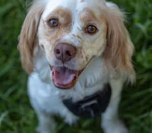 Close-up portrait of dog on field