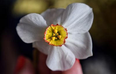 Close-up of yellow flower blooming outdoors