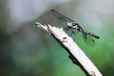 Close-up of dragonfly on plant