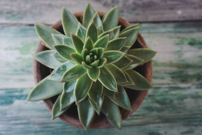 Directly above shot of succulent plant on table