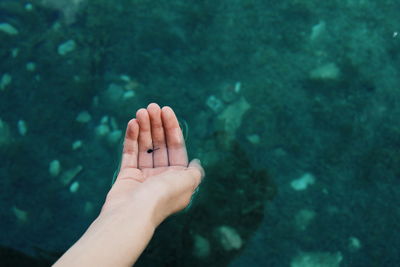 Close-up of hand holding tadpole in lake