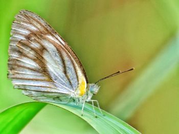 Close-up of butterfly on leaf