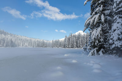 Snow covered trees against sky