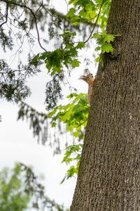 Low angle view of a bird on tree trunk