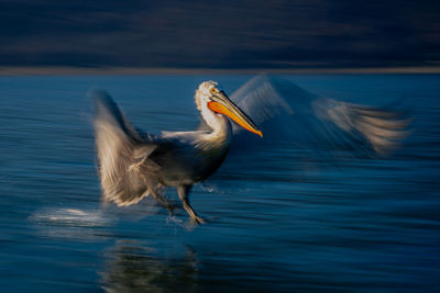 Close-up of bird in lake