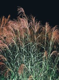 Low angle view of plants against sky at night
