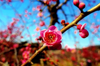 Close-up of pink cherry blossom