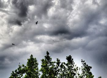 Low angle view of silhouette birds flying against sky