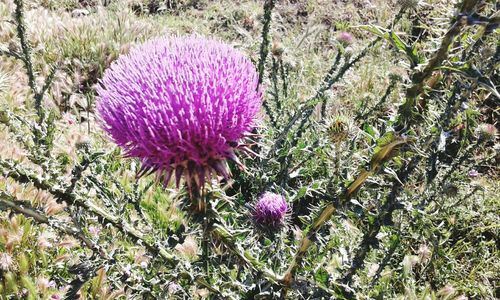 Close-up of thistle blooming on field